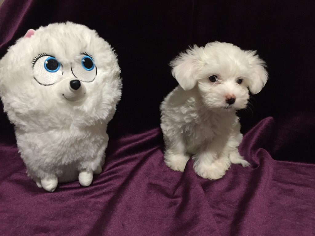 animal de companie bichon maltese