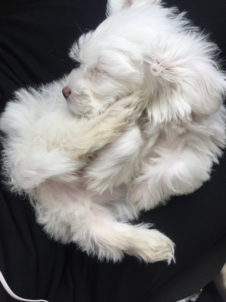 animal de companie luna mea